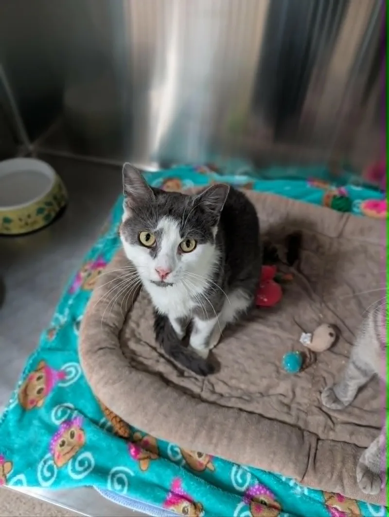 An adult medium-sized male Gray & White Domestic Short Hair cat named Cornelius Bonded with Cora for adoption in Chambersburg, PA