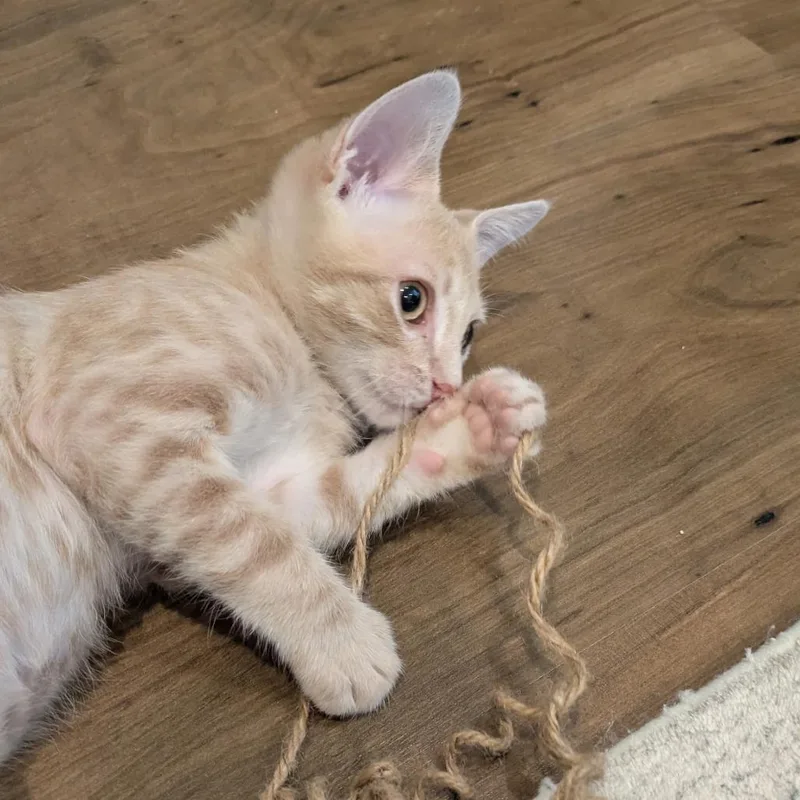 A baby small-sized male Buff / Tan / Fawn Domestic Short Hair cat named Cashew for adoption in Pleasanton, CA