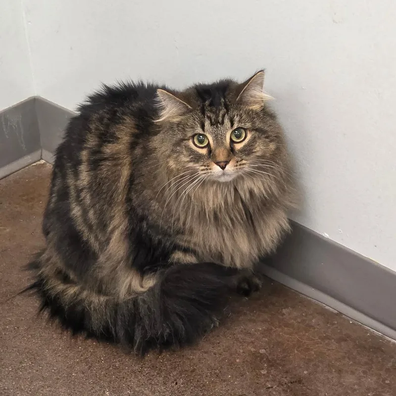 An adult large-sized female Brown / Chocolate Domestic Long Hair cat named Tornado for adoption in Chattanooga, TN