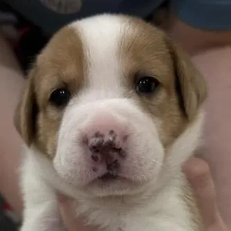 Stella