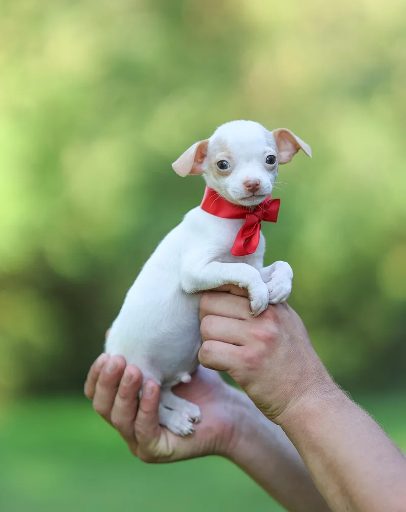 A baby small-sized male Chihuahua dog named Chip for adoption in Lucedale, MS