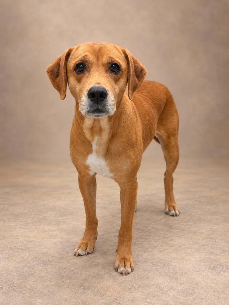 An adult medium-sized female Brown / Chocolate Labrador Retriever dog named Winnie for adoption in Lincoln, IL