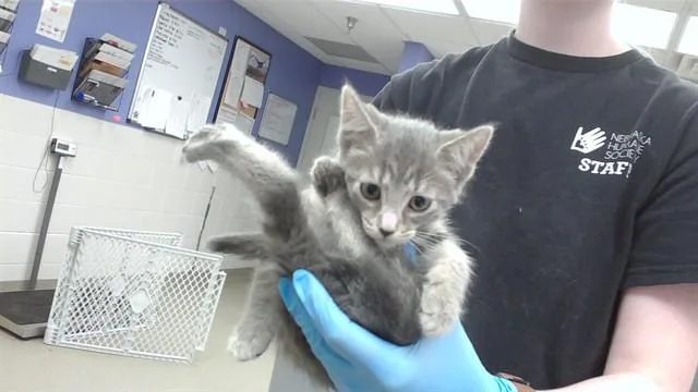 A baby small-sized female Domestic Short Hair cat named Tina for adoption in Omaha, NE