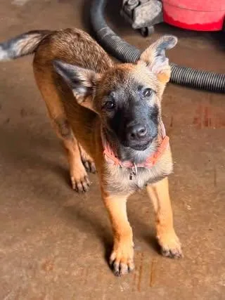 Halo