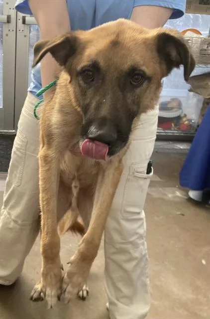 An adult large-sized male Mixed Breed dog named Apollo for adoption in Dallas, TX