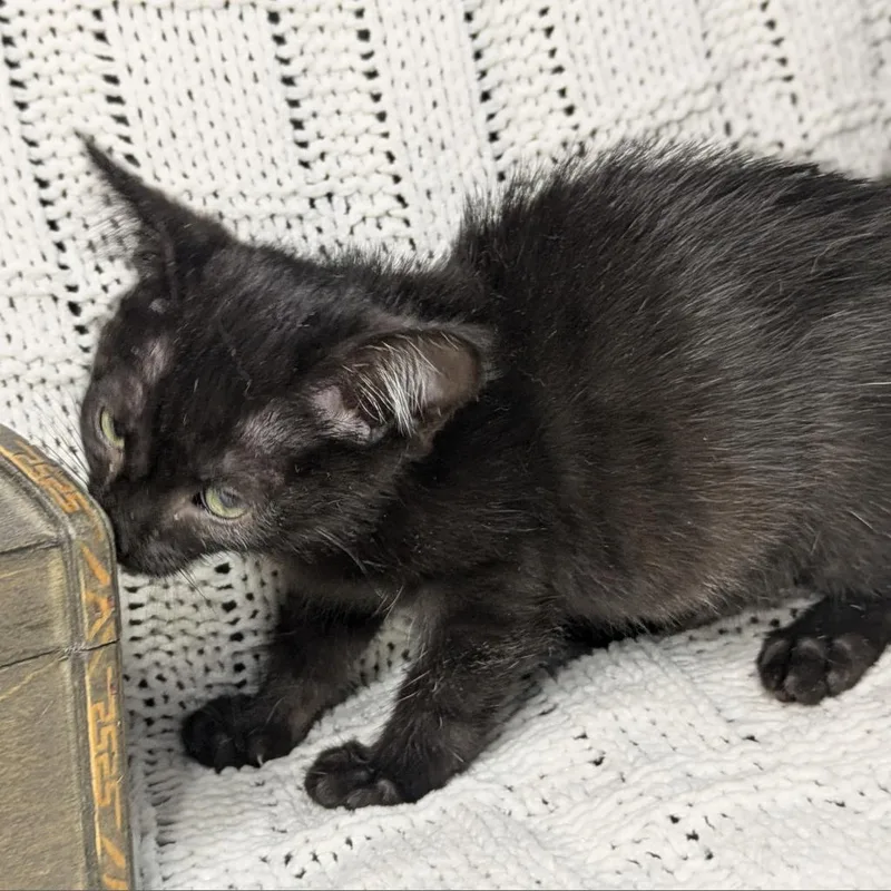 An adult small-sized male Black Domestic Short Hair cat named Brainerd for adoption in Greenwood, MO