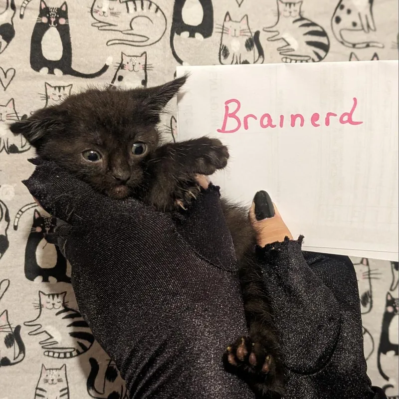 Brainerd thumbnail 2