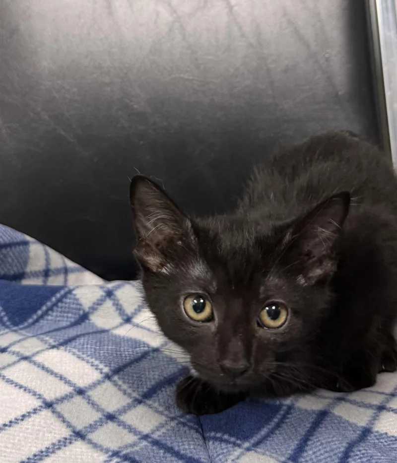 A baby small-sized female Domestic Short Hair cat named Zelda for adoption in Chico, CA