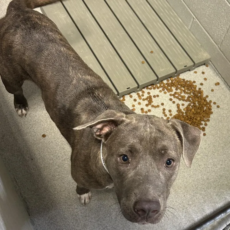 An adult medium-sized female Brindle Pit Bull Terrier dog named Aurora for adoption in Birmingham, AL