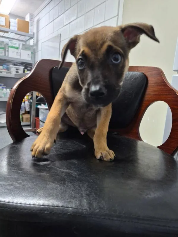 A baby small-sized male Australian Cattle Dog / Blue Heeler dog named Luke for adoption in Morristown, TN