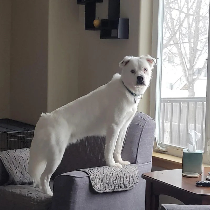 Falcor