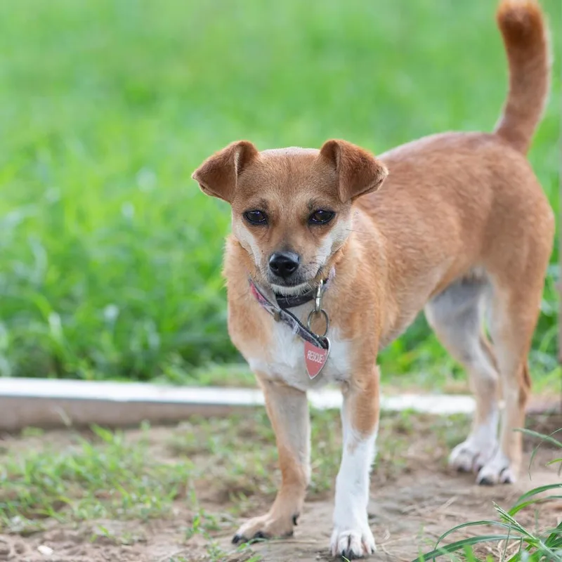 Cranberry thumbnail 2