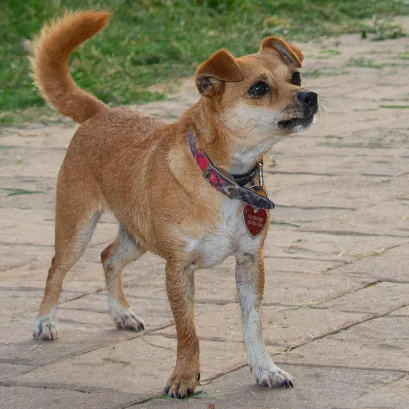 Cranberry thumbnail 3