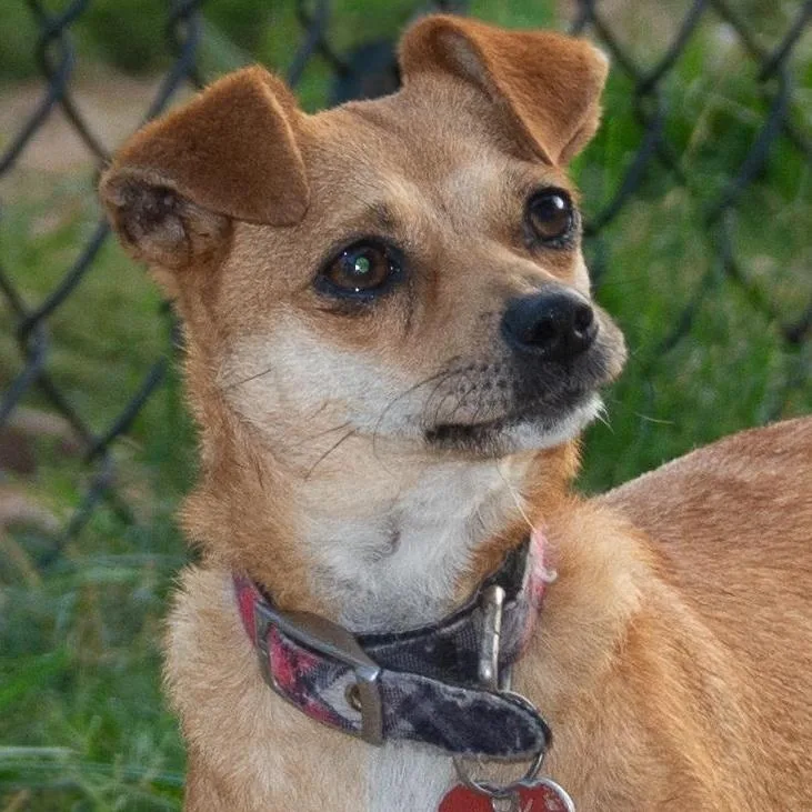 Cranberry thumbnail 4