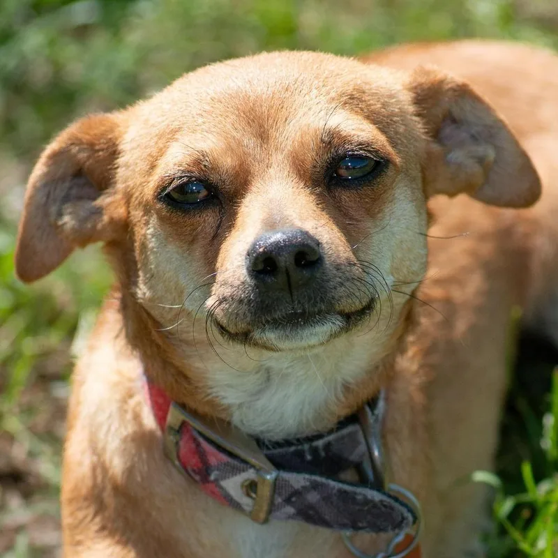 Cranberry thumbnail 5