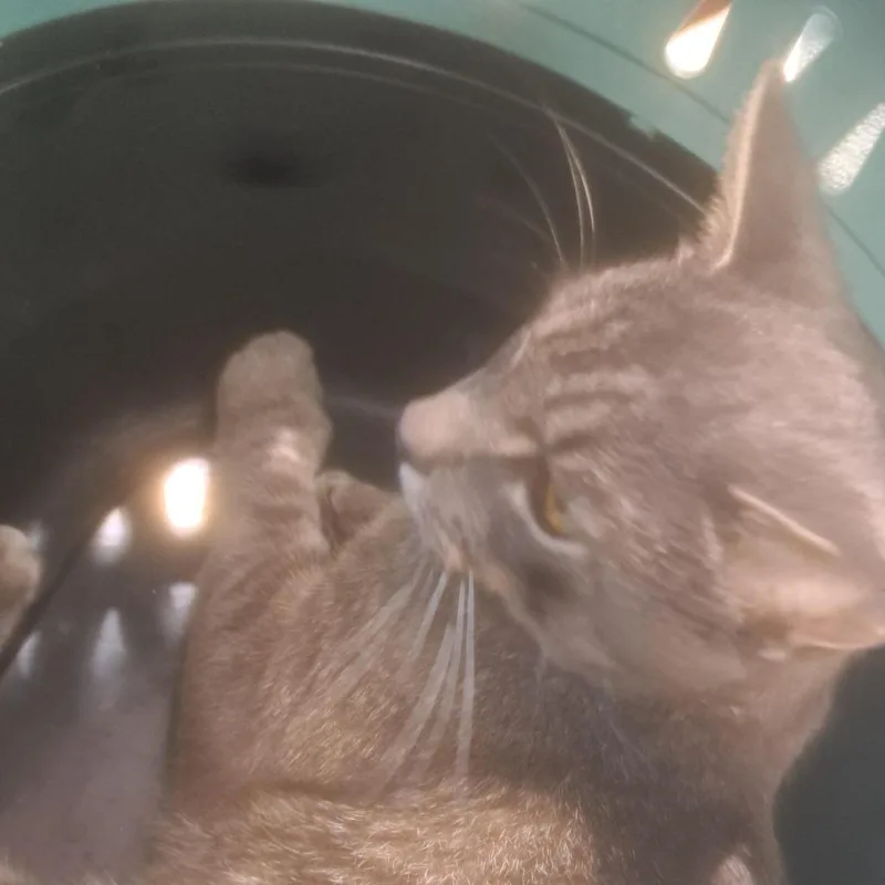 An adult medium-sized male Gray / Blue / Silver Domestic Short Hair cat named Boris for adoption in West Palm Beach, FL