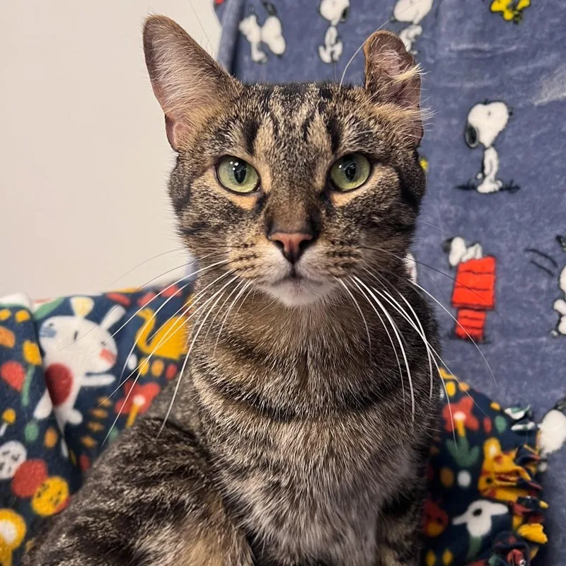 An adult small-sized male Brown / Chocolate Domestic Short Hair cat named Milo for adoption in Arlington Heights, IL