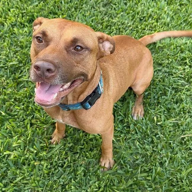 An adult medium-sized male Brown / Chocolate Mixed Breed dog named Albie for adoption in Georgetown, TX