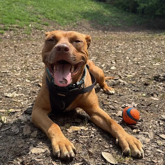 Albie thumbnail 4
