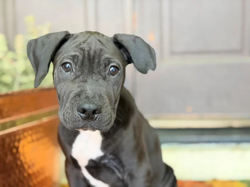 A baby medium-sized male Pit Bull Terrier dog named Davey for adoption in Roseville, CA