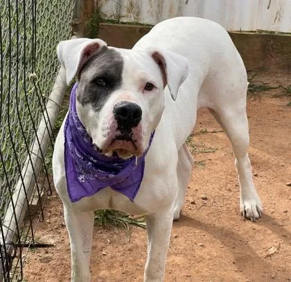 An adult large-sized female Pit Bull Terrier dog named Louise $ for adoption in Seneca, SC