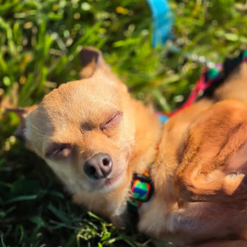 An adult small-sized male Yellow / Tan / Blond / Fawn Chihuahua dog named Bandit for adoption in Quakertown, PA
