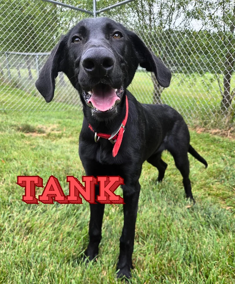 A young large-sized male Black Labrador Retriever dog named Tank for adoption in Nevada, IA
