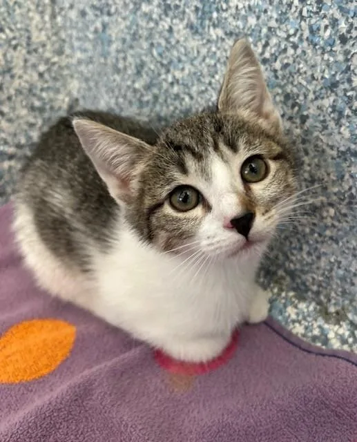 A baby medium-sized female Domestic Short Hair cat named Raccoon for adoption in Stafford, VA