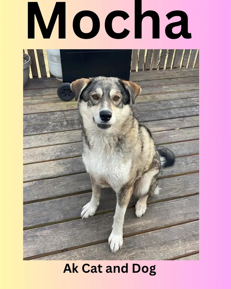 Mocha