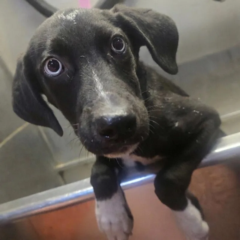 A baby small-sized male Border Collie dog named Bieber PICS COMING SOON for adoption in Athens, AL