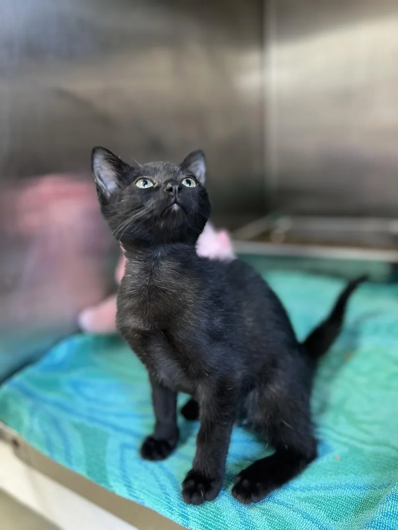 A baby medium-sized female Black Domestic Short Hair cat named Irene for adoption in Hilton Head Island, SC