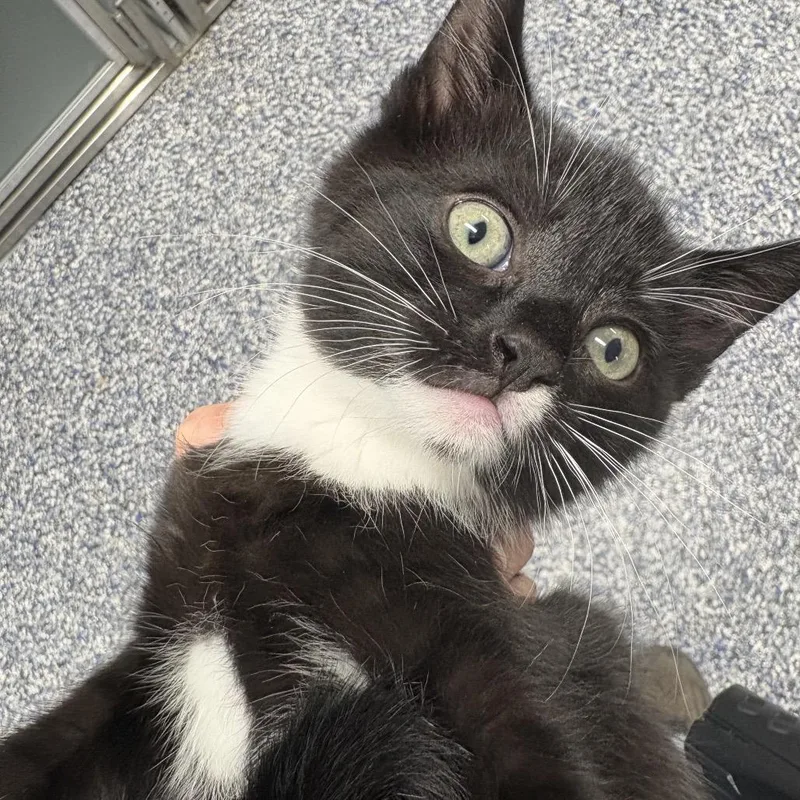 A baby small-sized male Black Domestic Short Hair cat named Plot for adoption in Binghamton, NY