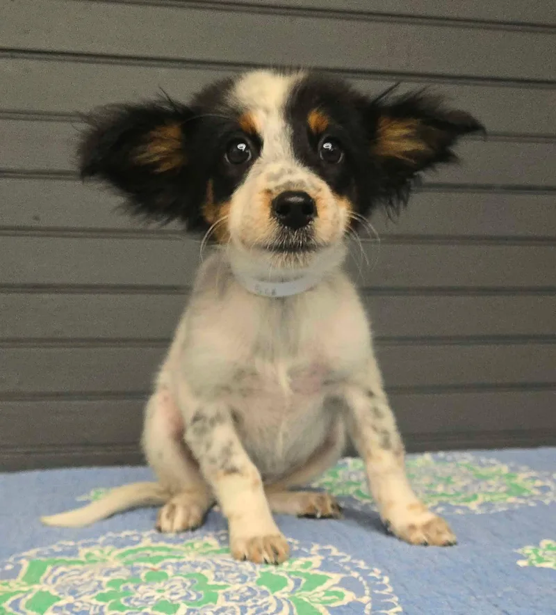 A baby medium-sized female Australian Shepherd dog named Beatrix for adoption in Newport, TN