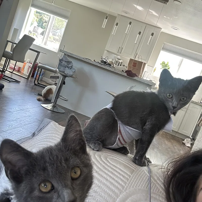 A baby medium-sized male Gray / Blue / Silver Russian Blue cat named Bana And Ben for adoption in Woodinville, WA