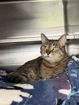 An adult medium-sized female Tabby (Brown / Chocolate) Domestic Short Hair cat named Dana for adoption in Manitowoc, WI