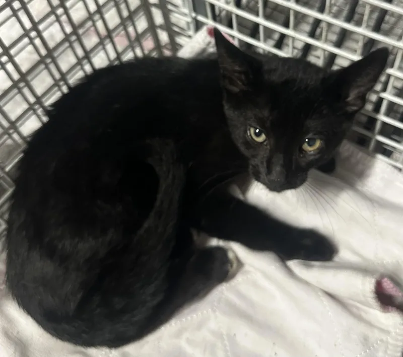 A baby medium-sized male Black Domestic Short Hair cat named Batman for adoption in Valhalla, NY
