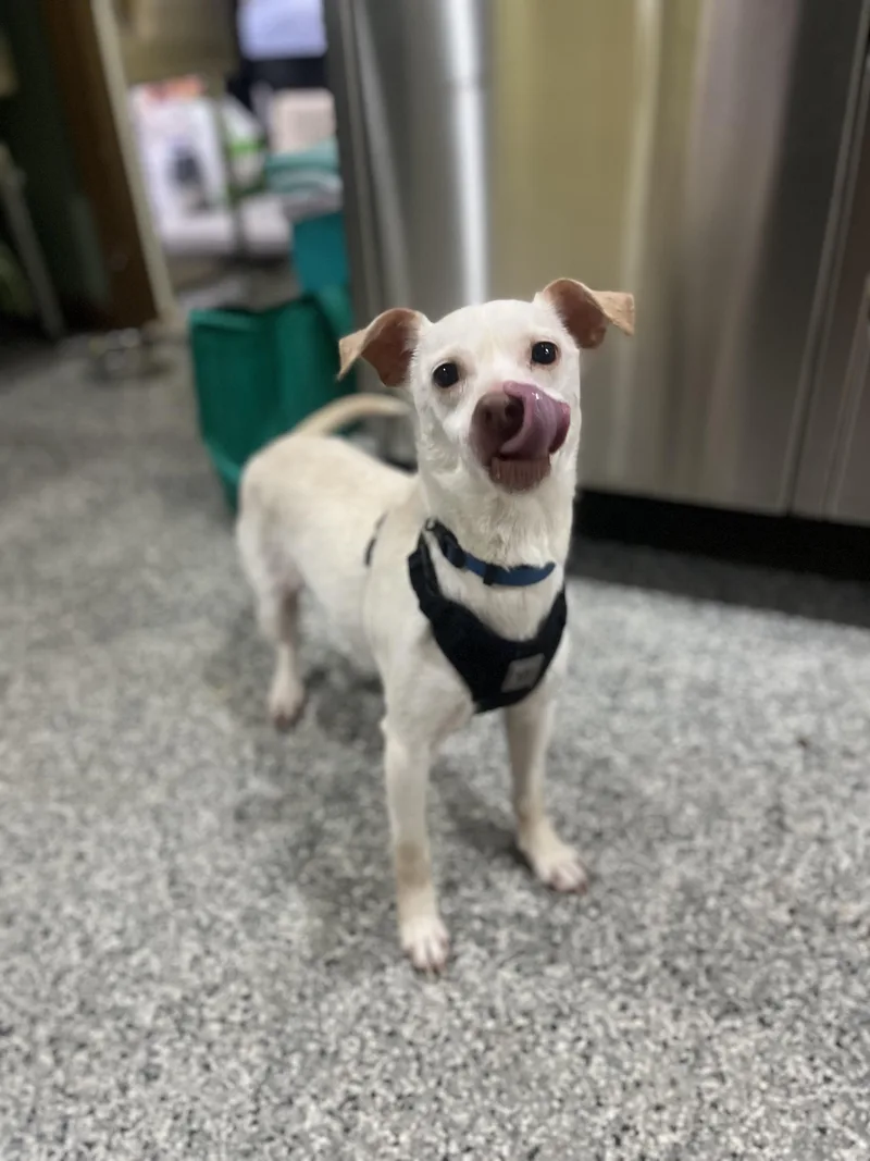 An adult small-sized male White / Cream Jack Russell Terrier dog named Butters for adoption in Blackstone, MA