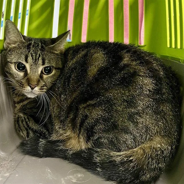 An adult small-sized female Brown / Chocolate Domestic Short Hair cat named Yzman for adoption in Tavares, FL
