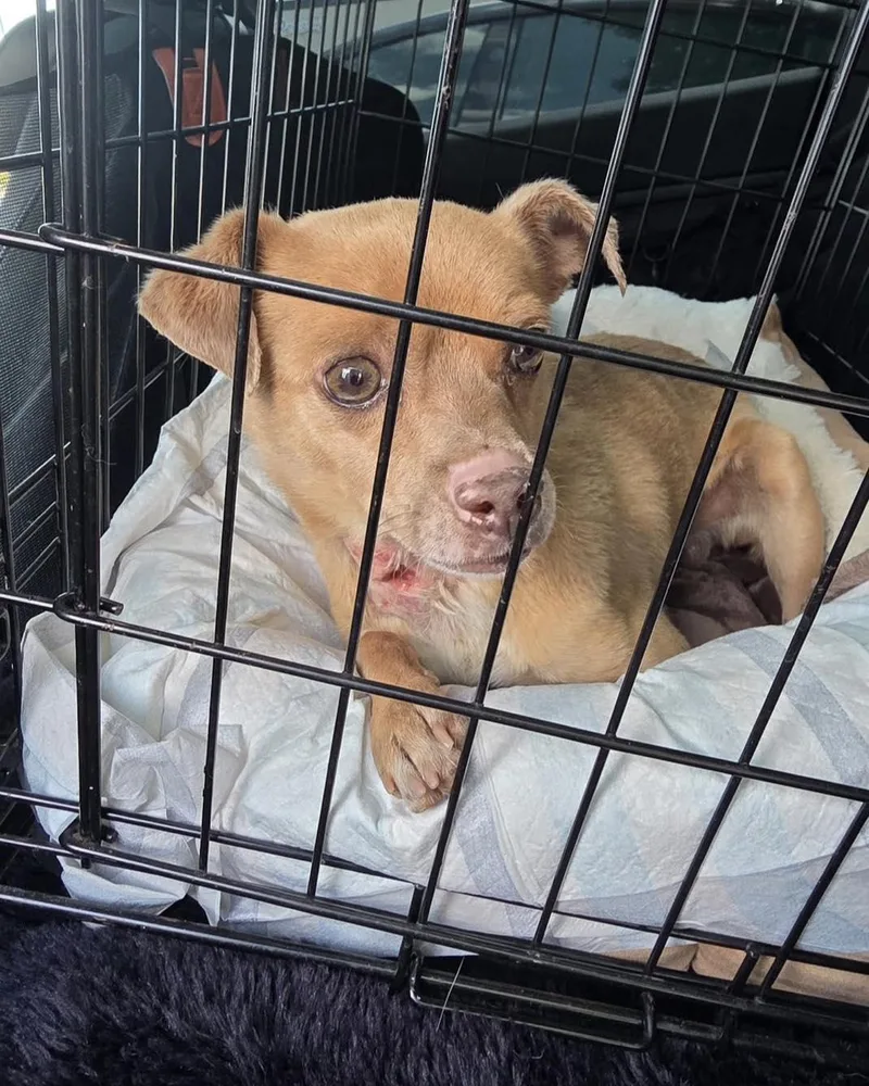 A senior small-sized male Chihuahua dog named Nelson Toothpaste for adoption in Pittsburg, CA
