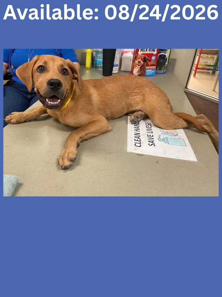 A baby medium-sized male Retriever dog named Dog Kennel for adoption in Greenville, TX