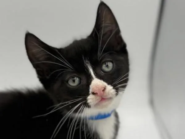 A baby small-sized male Domestic Short Hair cat named Crimson for adoption in Portland, OR