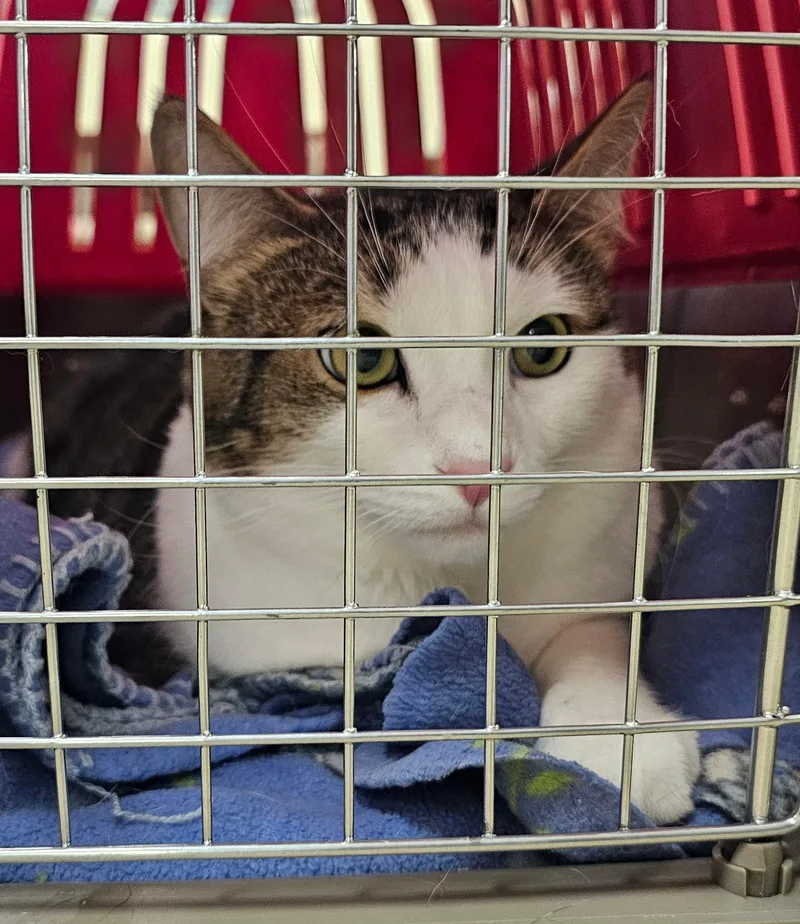 An adult large-sized male Tabby (Brown / Chocolate) Domestic Short Hair cat named Michael Myers for adoption in Norwalk, CT
