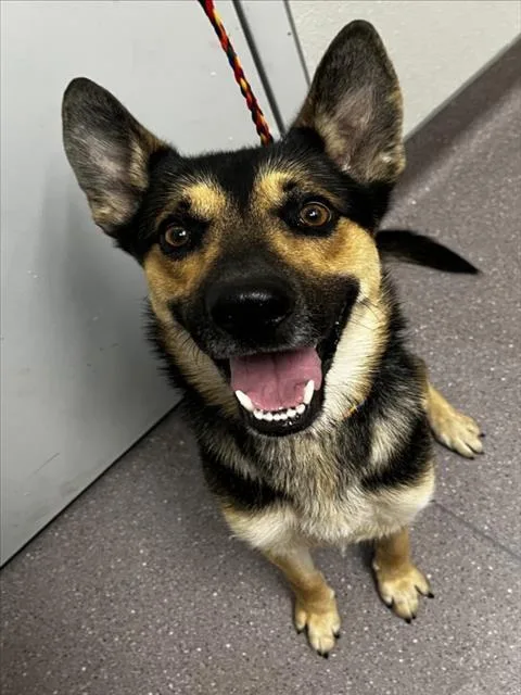 A young large-sized male German Shepherd Dog dog named Espino for adoption in Tracy, CA