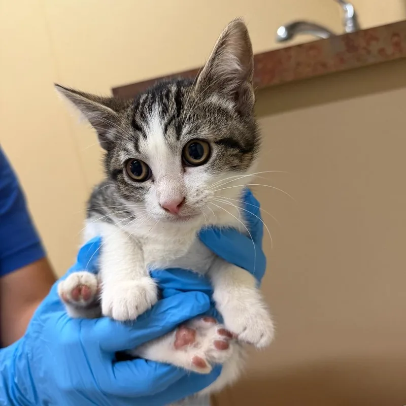 A baby small-sized female Brown / Chocolate Domestic Short Hair cat named Archie for adoption in Santa Barbara, CA