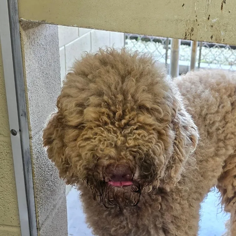 An adult small-sized female Apricot / Beige Standard Poodle dog named Bea for adoption in Bronson, FL