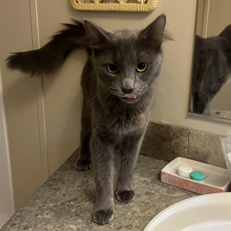 An adult medium-sized female Gray / Blue / Silver Domestic Short Hair cat named Margo for adoption in Mississippi State, MS