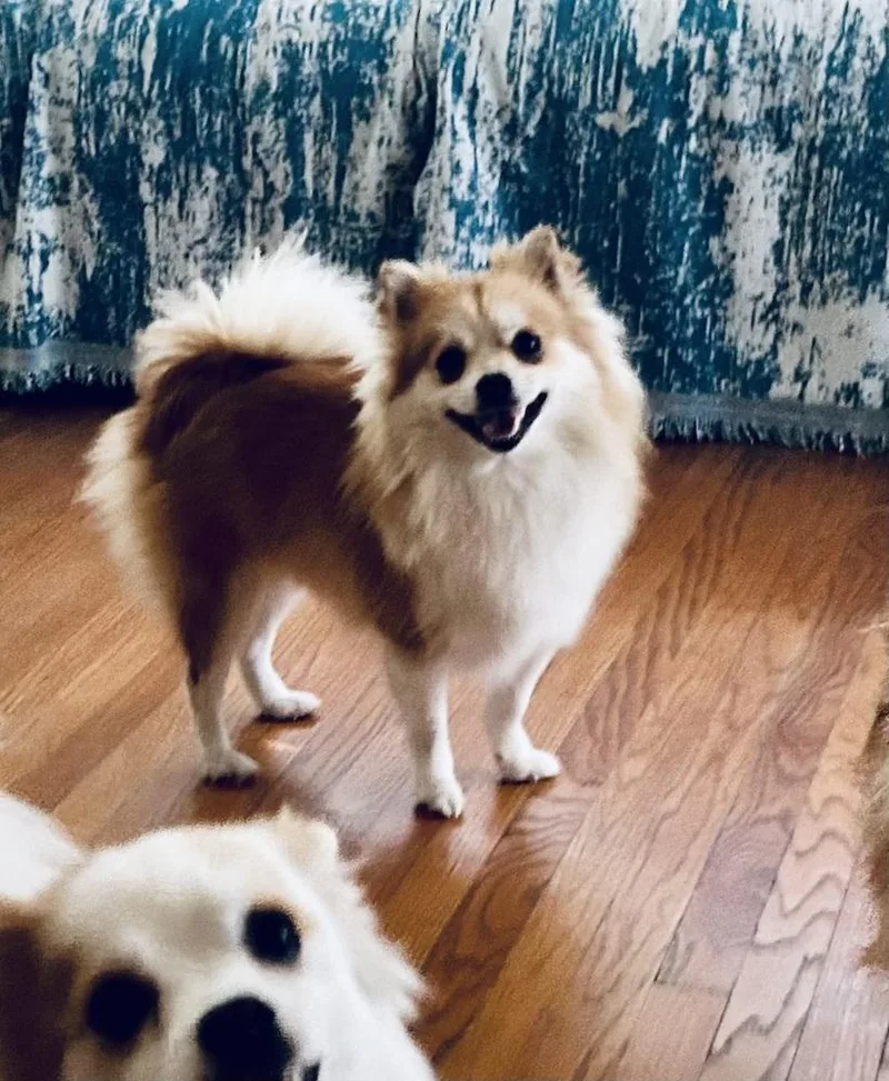 A young small-sized female Pomeranian dog named Tina for adoption in San Diego, CA