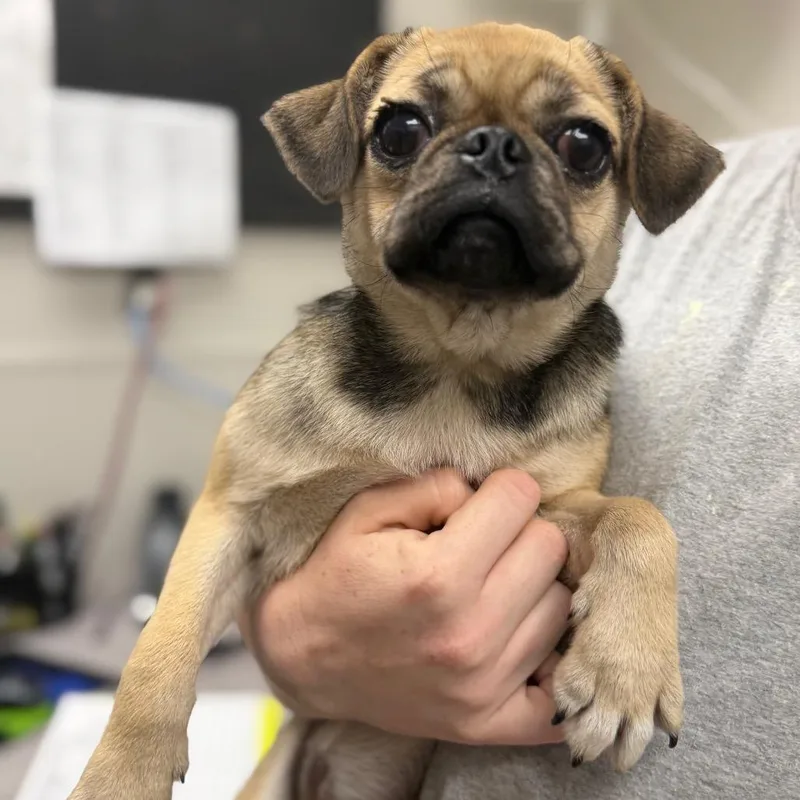 A young small-sized female Brown / Chocolate Mixed Breed dog named Walmarsha for adoption in Columbiana, AL
