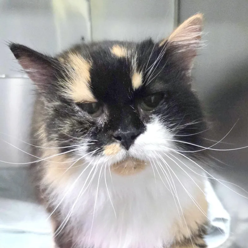 A senior medium-sized female Domestic Long Hair cat named Marshamellow for adoption in Providence, RI