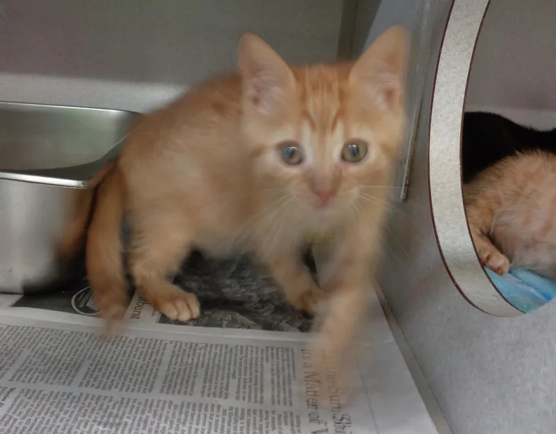 A baby small-sized male Orange / Red Tiger cat named Candlestick for adoption in Delhi, NY